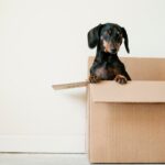 dog in a box, storage in Jamaica NY